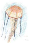 jellyfish